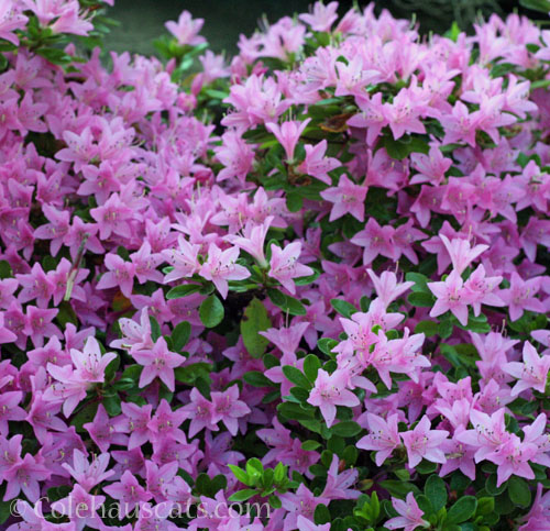 Baby pink Azalea, 2025 © Colehauscats.com