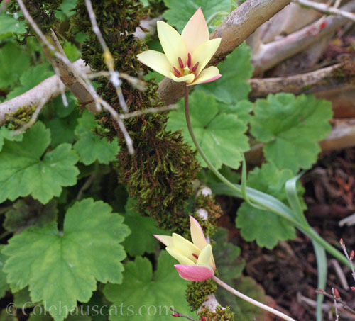 Species Tulip and mystery woodland perennial, 2025 © Colehauscats.com