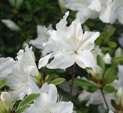 Pure white Azalea, 2025 © Colehauscats.com