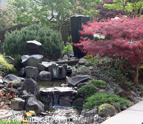Backyard fountain, 2023 © Colehauscats.com