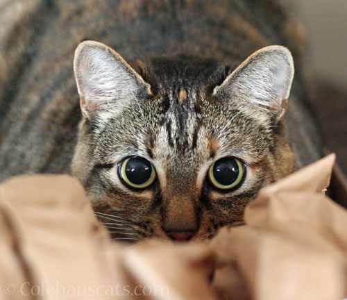 Viola's Full Moon Eyes © Colehauscats.com