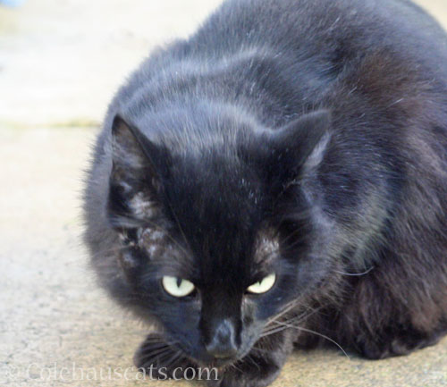 KeeKee a.k.a. Mr. MewMew © Colehauscats.com