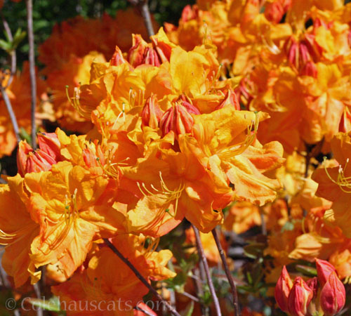 Flaming Orange Exbury Azalea, 2025 © Colehauscats.com