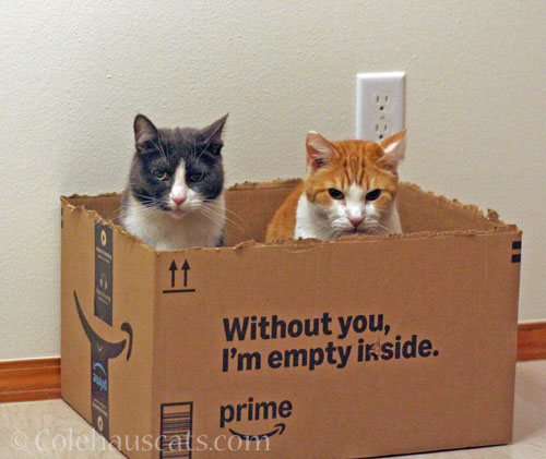 Tessa and Quint © Colehauscats.com