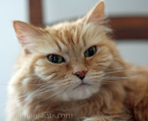 Pia's Wisdom Freckles © Colehauscats.com