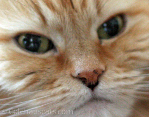 Pia Freckle Check close up © Colehauscats.com