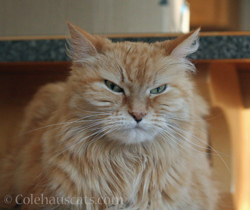 Unhappy Pia is unhappy © Colehauscats.com