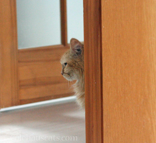 Pia profile © Colehauscats.com