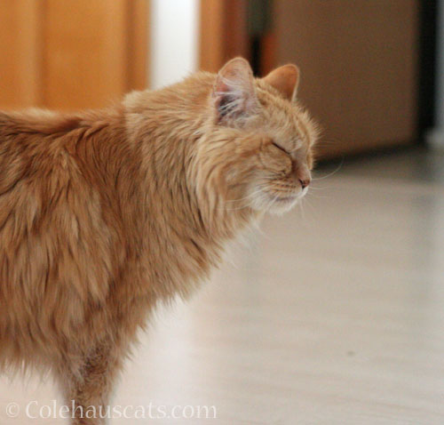 Pia feeling ill © Colehauscats.com
