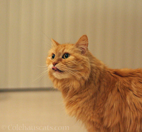 Pia says she still loves ants © Colehauscats.com
