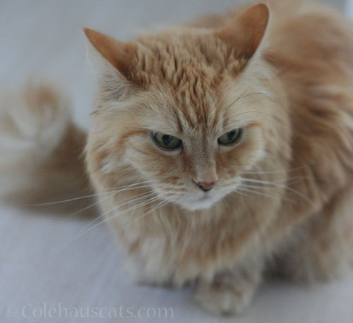 Pia feeling better © Colehauscats.com
