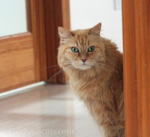 Pia wonders what's going on © Colehauscats.com