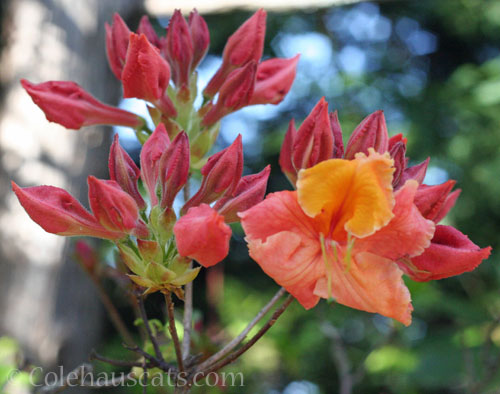 Pink Orange Exbury Azalea, 2025 © Colehauscats.com
