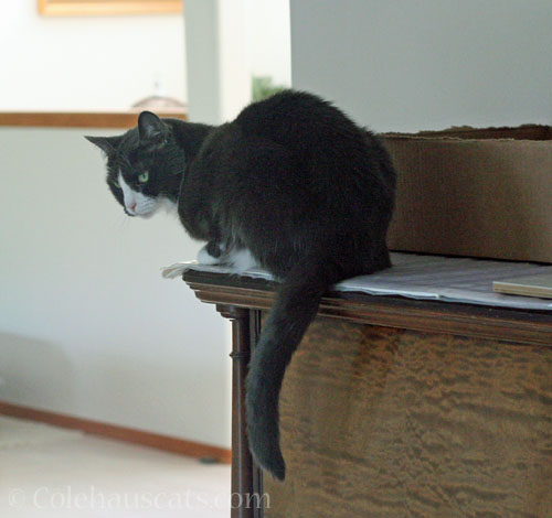 Tessa © Colehauscats.com