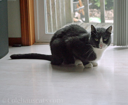 Tessa © Colehauscats.com