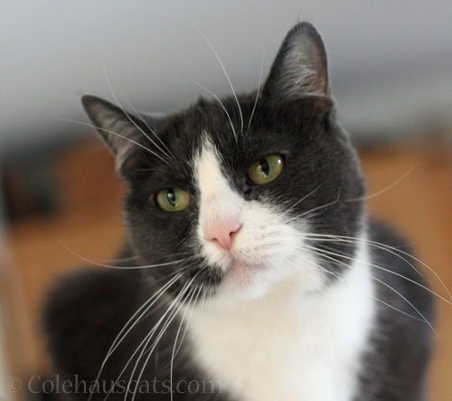 Tessa © Colehauscats.com