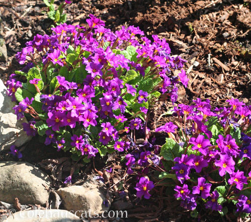 Purple Primrose, 2025 © Colehauscats.com