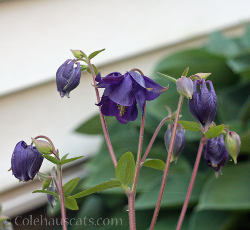 Purple Columbine from seed, 2025 © Colehauscats.com