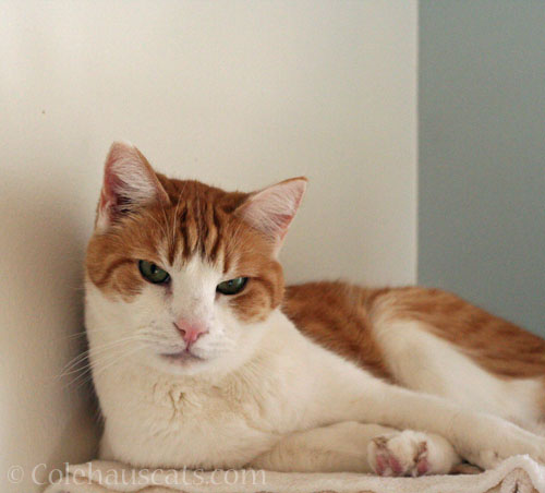 Quint © Colehauscats.com