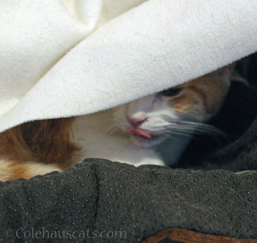 Quint © Colehauscats.com
