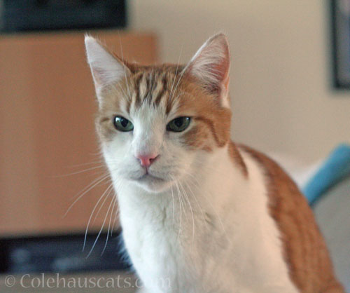 Quint waiting for a hug © Colehauscats.com