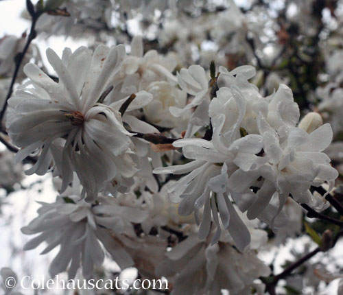 Star Magnolia, 2025 © Colehauscats.com