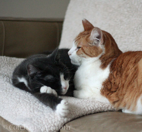 Snuggle bugs Tessa and Quint © Colehauscats.com