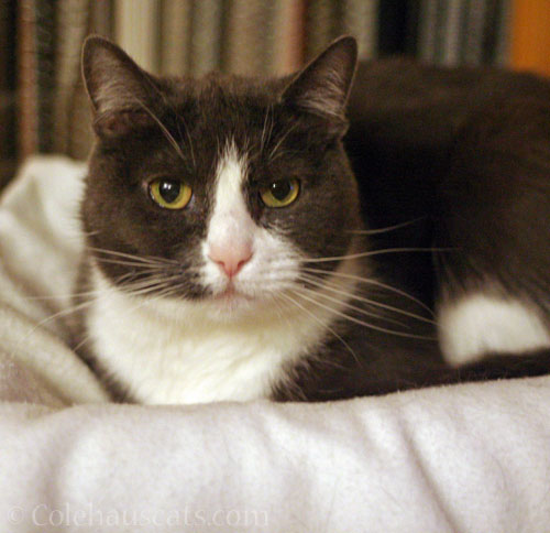 Tessa not grumpy for once © Colehauscats.com