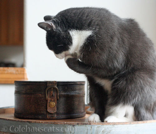 Tessa thinks this thing needs to be moved © Colehauscats.com