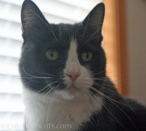 Tessa says, "What?" © Colehauscats.com