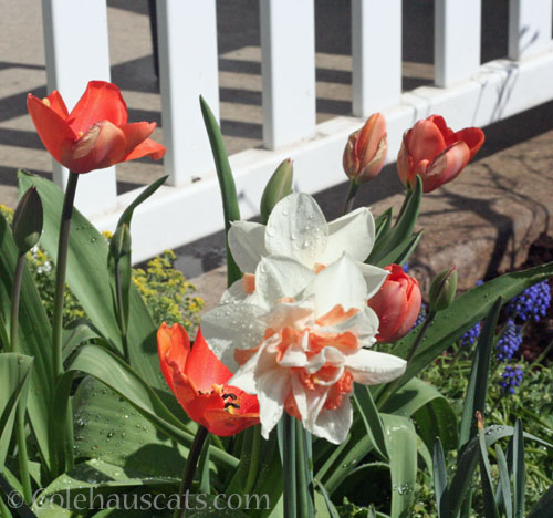 Orange red Tulips with orange white daffodils, 2025 © Colehauscats.com
