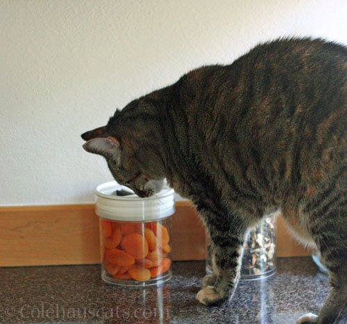 Viola and safe apricots © Colehauscats.com