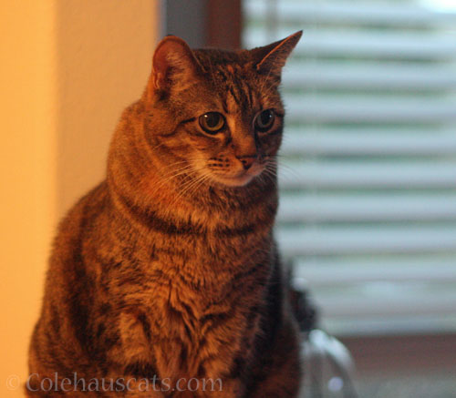 Viola on vacuum watch © Colehauscats.com