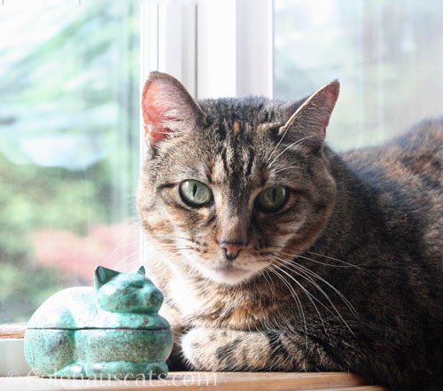 Viola Niblet © Colehauscats.com