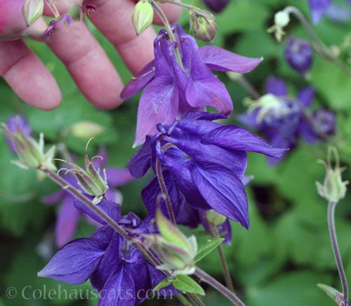 Unintentionally breeding Columbines, 2025 © Colehauscats.com