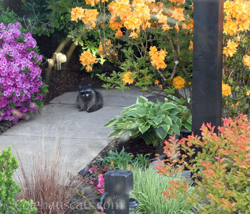 Bea waits for breakfast, 2025 © Colehauscats.com