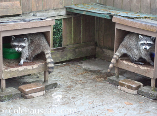 Bea and Skinny Tail, 2025 © Colehauscats.com