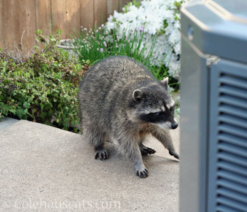 Bea averts her eyes and says Hi, 2025 © Colehauscats.com