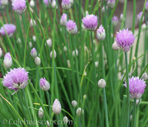 Chives, June 2025 © Colehauscats.com