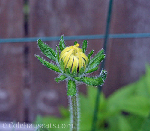 That mystery daisy flower, June 2025 © Colehauscats.com