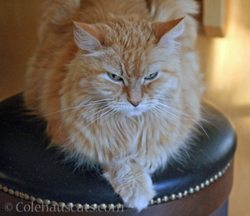 Grumpy and warm Pia © Colehauscats.com