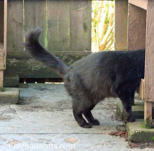 KeeKee late for snacks © Colehauscats.com