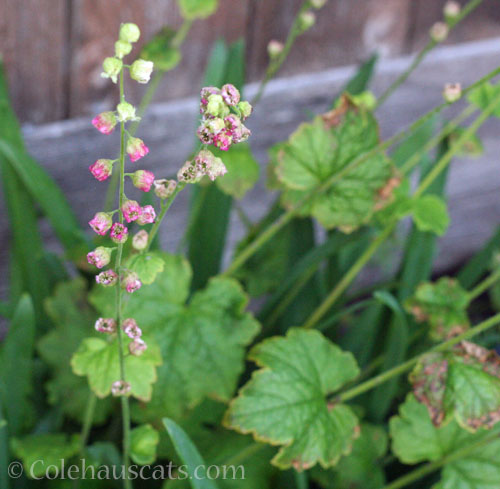 Mystery plant, June 2025 © Colehauscats.com