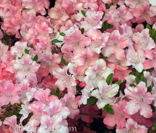 Azalea Peaches and Cream, June 2025 © Colehauscats.com