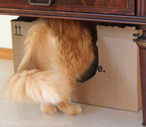 Pia © Colehauscats.com