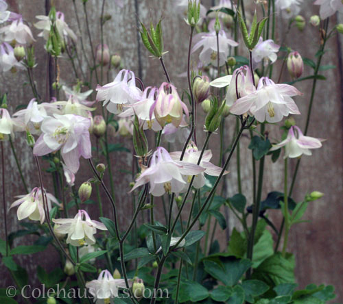 Pink Columbine, June 2025 © Colehauscats.com
