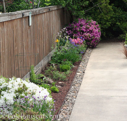 The pollinator work in progress bed, June 2025 © Colehauscats.com