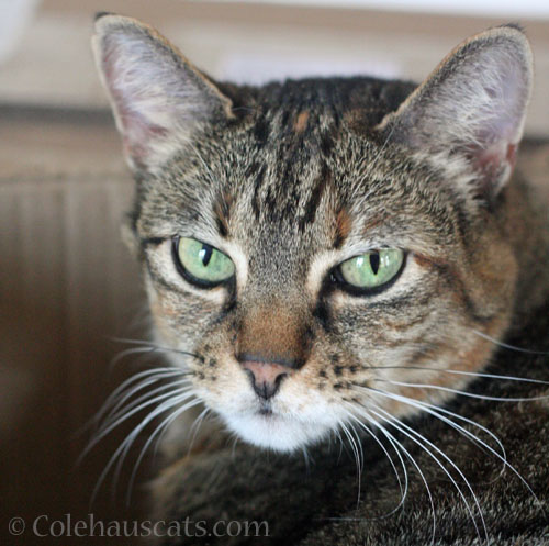 Pretty Viola, 2025 © Colehauscats.com