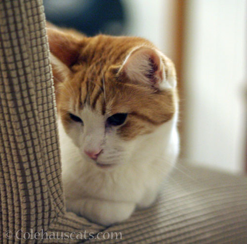 Quint's not a fan of root veggies © Colehauscats.com