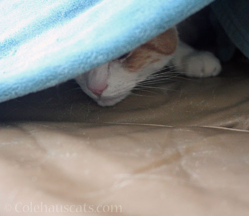 Quint's safe fort © Colehauscats.com